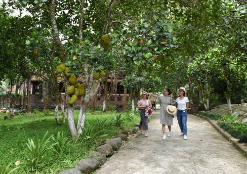 Tham quan khuôn viên vườn rau hữu cơ, vườn cây ăn quả. Ảnh: Nguyễn Dương