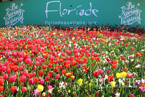 Lễ hội hoa Floriade lớn nhất Nam bán cầu và cũng là lễ hội kéo dài nhất trong năm của Úc 