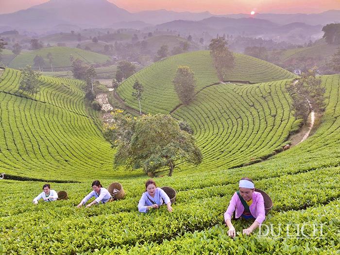 Ngắm hoàng hôn trên đồi chè Long Cốc